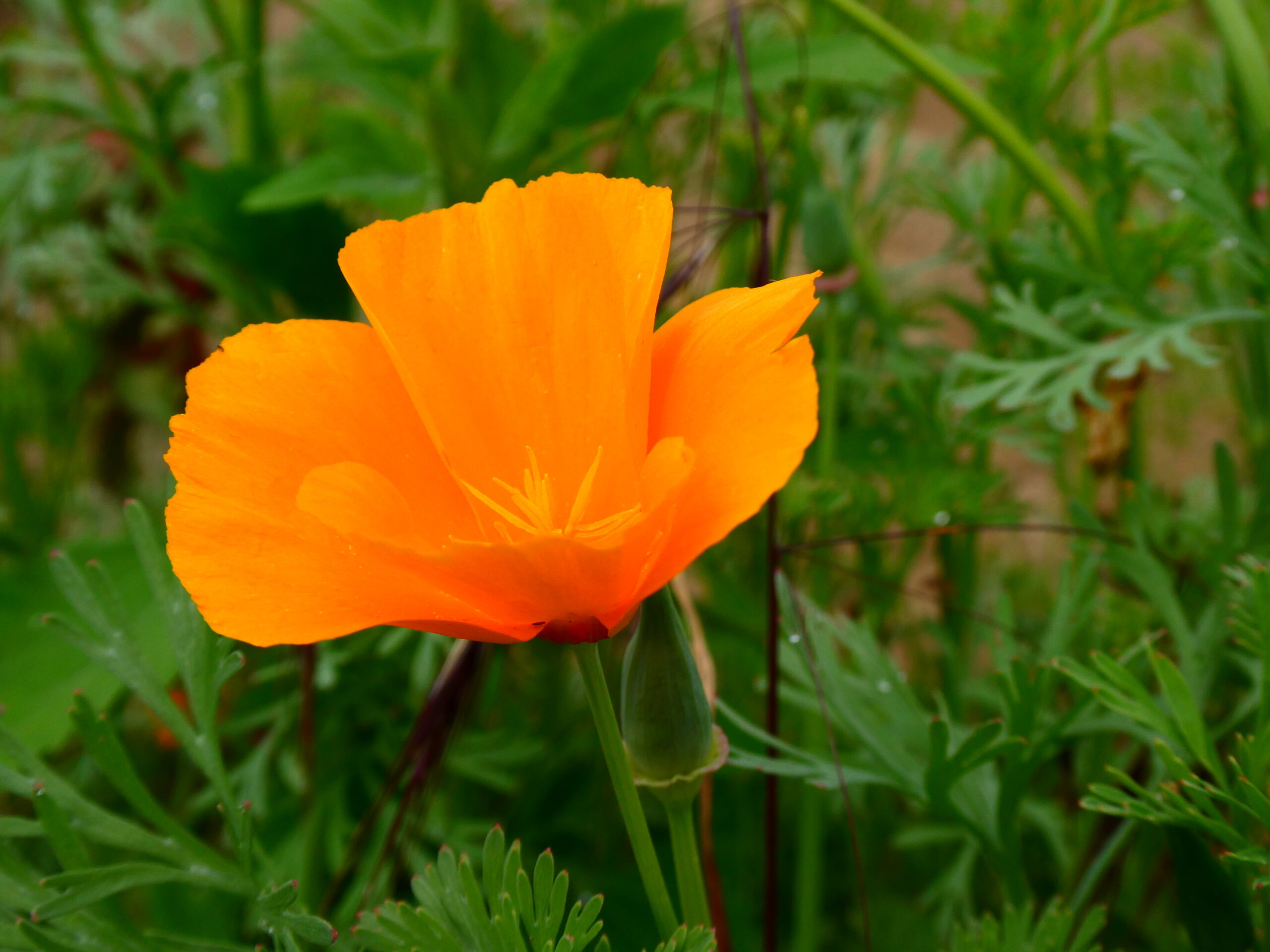 Orange Flower - Poilley